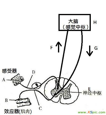 whatsapp官方最新版下载