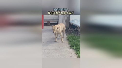 你是什么梗 